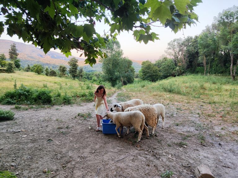 Girl feeding sheep on the grounds of La Vila at sunset